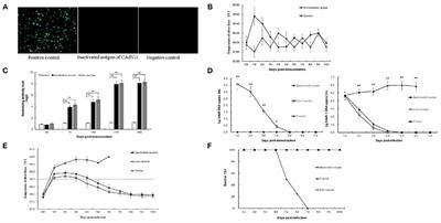 Immunogenicity of an Inactivated Canine Adenovirus Type 1 Vaccine for Foxes